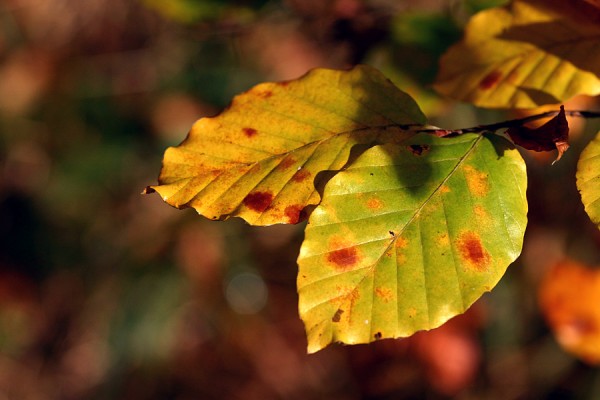 Herbstlaub.jpg