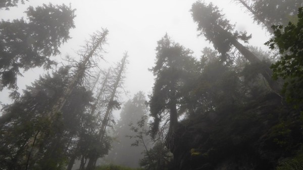 Geisterwald am Großen Arber.JPG