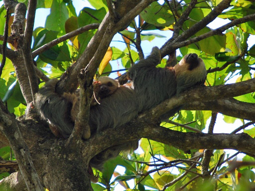 Costa Rica (736) (512x384) Kopie.jpg