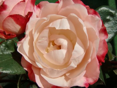 vergängliche Schönheit 1.jpg