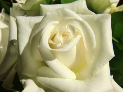 vergängliche Schönheit 2.jpg