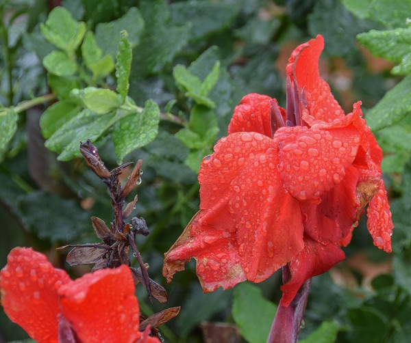 2016-GB-Barrington Court-09202016-009.jpg