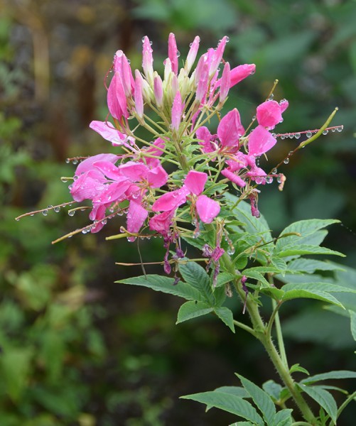 2016-GB-Barrington Court-09202016-003.jpg