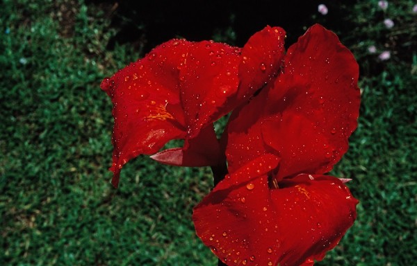 Canna-1992.jpg