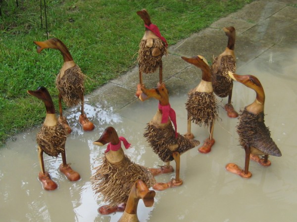 Enten-im-Regen.JPG