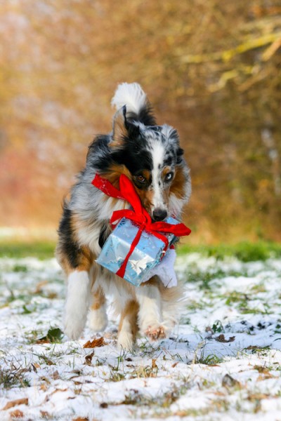 Sissi.jpg (1 von 1) Kopie.jpg