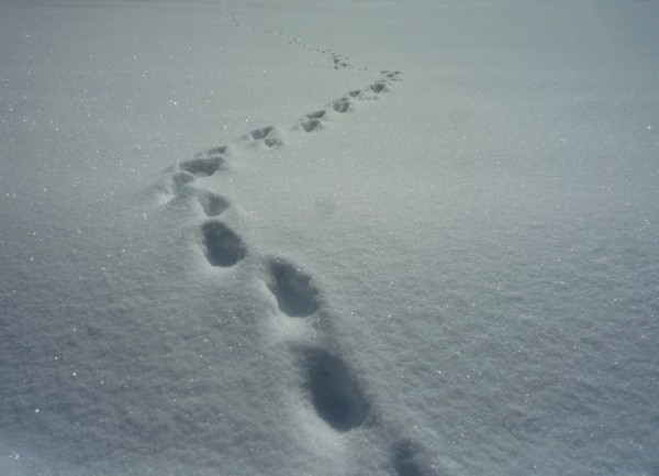 spuren im schnee.jpg