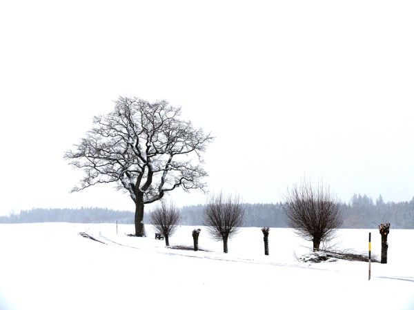 17-01-2016 Germeringer See 14.jpg