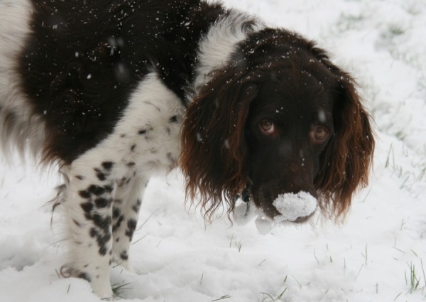 100102_0600 Schneegestoeber.JPG