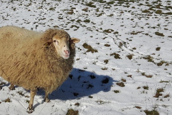 2016 Schnee-Schaf.JPG
