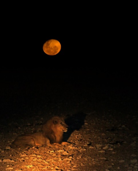 Löwe mit Mond.jpg