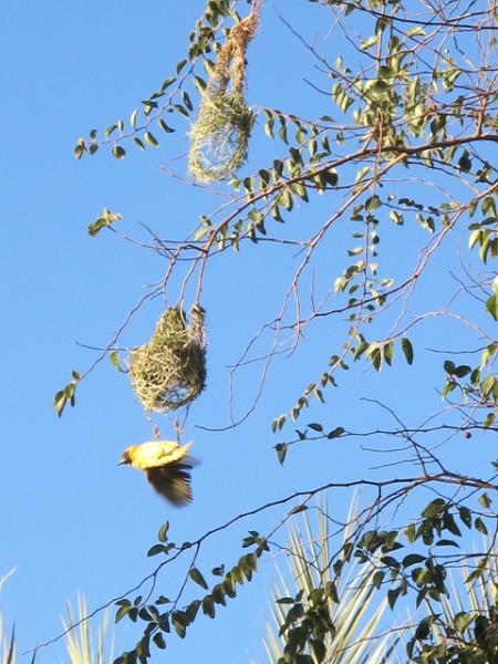 aus dem Weg _ Tweetie.jpg