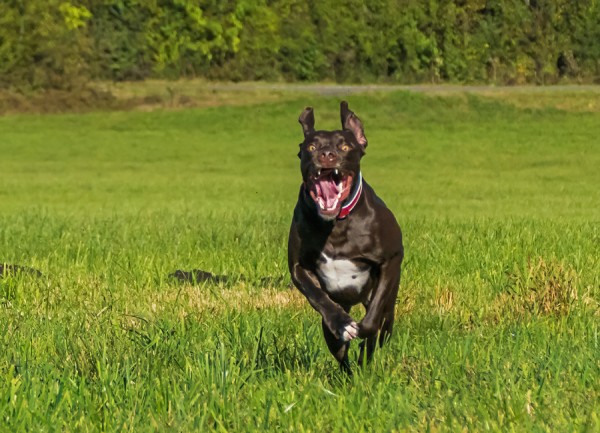 24-10-2016 Muffin Herbstshooting (176)3.jpg