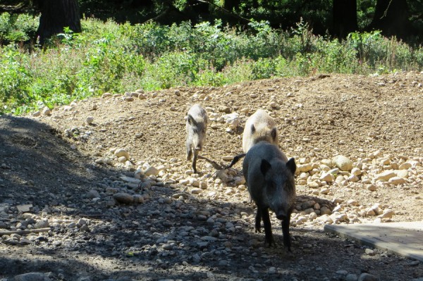 IMG_3061 Wildschweine.jpg