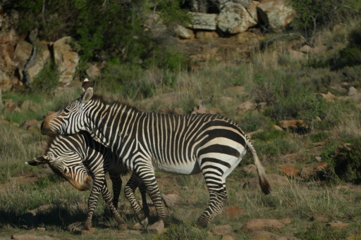 P1080688 (512x341).jpg