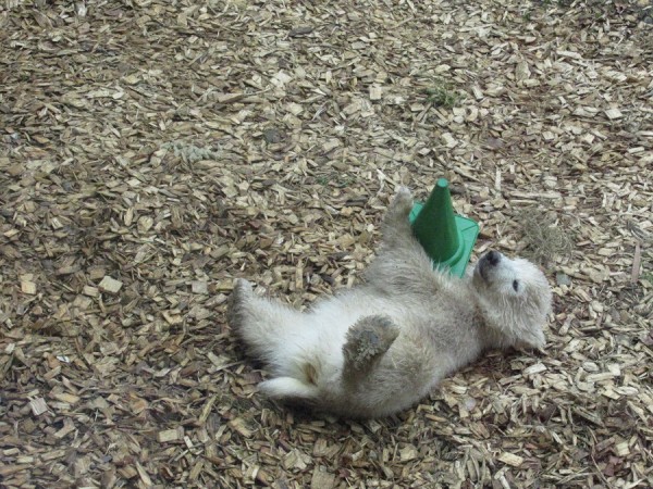 IMG_0253 Eisbär 1.jpg