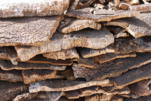 P1170849 (512x341).jpg