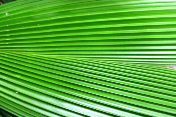 IMG_7809 Pflanze.jpg