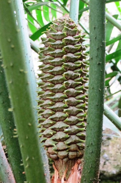 IMG_7788 Teilansicht Pflanze.jpg