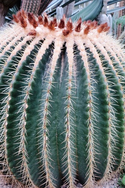 IMG_7889 Kaktus.jpg