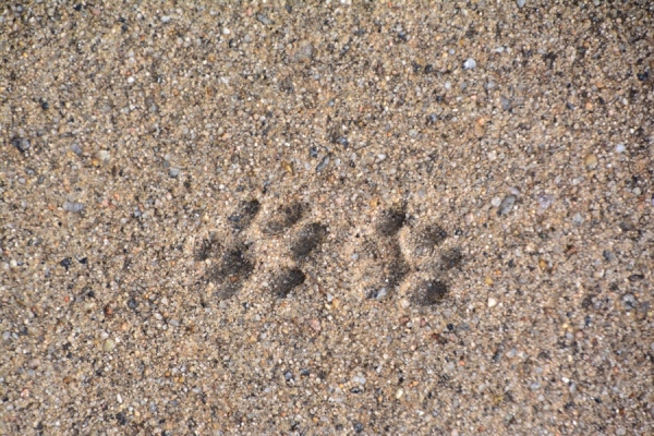 Lofoten 2016-1273.JPG