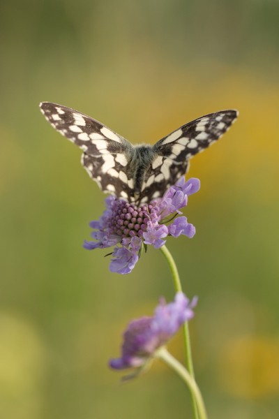 SchmetterlingJuli1ohne Kopie.jpg