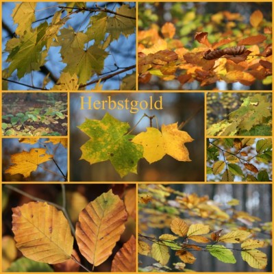 2010_11_07_Herbstgold.jpg