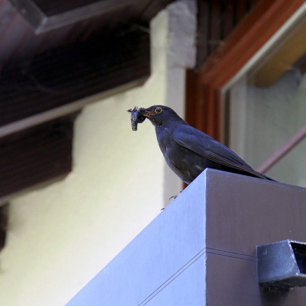 Amsel.jpg