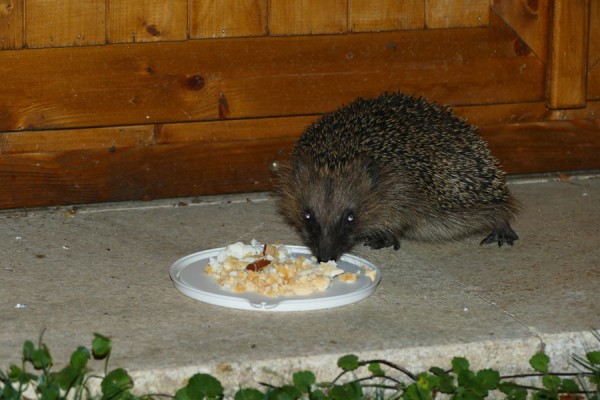 Igel 16 01.jpg