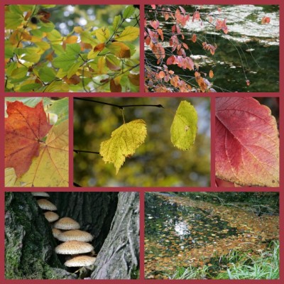 2012_10_14_Herbstgold.jpg