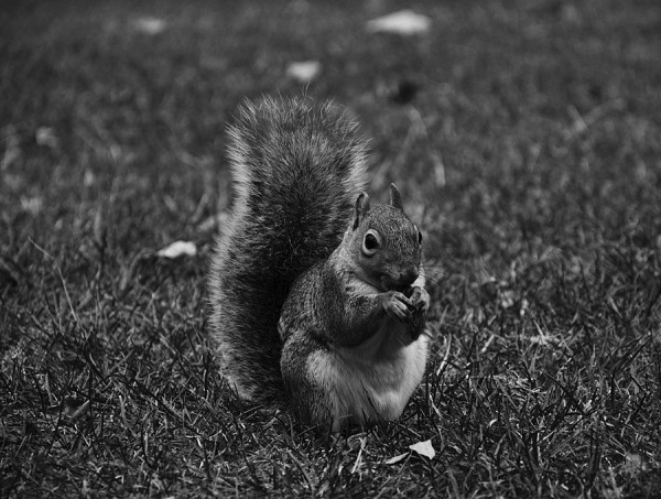 #Eichhörnchen.jpg