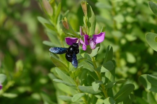 P1050915 (512x341).jpg