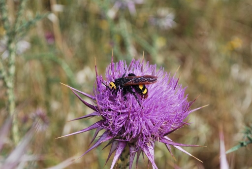 Zypern (730) (512x343).jpg