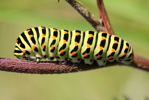 Raupe Schwalbenschwanz.JPG