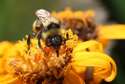 kleine die Großes tun.JPG