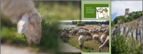 Schafe.jpg