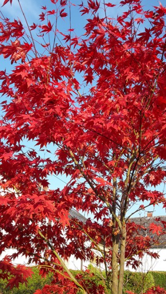 Herbstlicher Ahorn.jpg