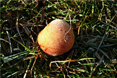 Apfel mit Reif_kl.JPG