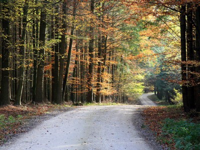 Herbstlicher Spazierweg.jpg