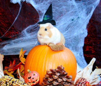 luziehallow Kopie.JPG