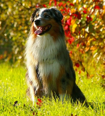 herbstsissi Kopie 2.jpg