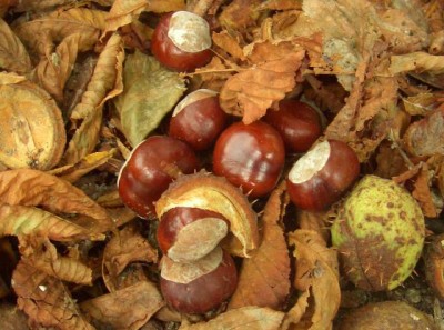 kastanie.jpg