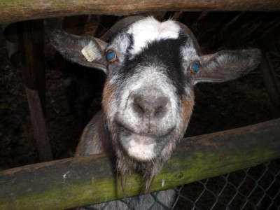 Tierisch fotogen.JPG