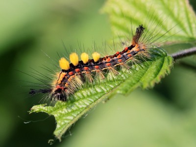 Schlehenbürstenspinner_Raupe.jpg