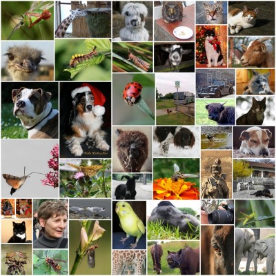 Challenge 11-2012 Tierisch fotogen Teil2.jpg