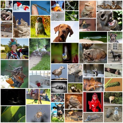 Challenge 11-2012 Tierisch fotogen Teil1.jpg