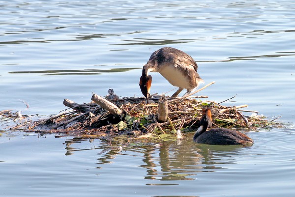2013-06-19 Bodensee5.jpg