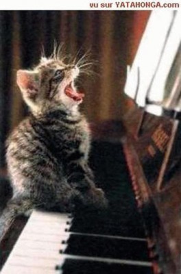 SINGING KITTEN ON PIANO.jpg
