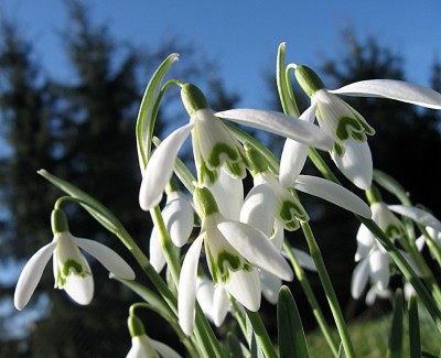 Schneeglöckchen.jpg