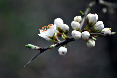 cherry blossom for compA.jpg